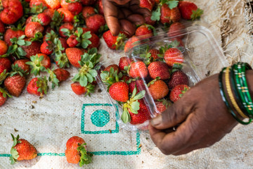 Netravali,Goa/India- March 21 2019: Strawberries being sorted and packaged for sale at a farm in...