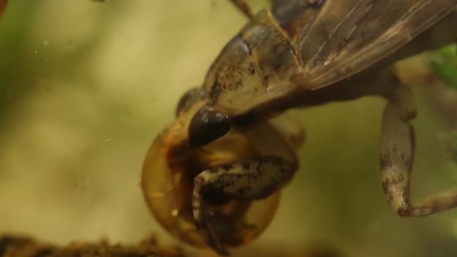belostomatid water bug eating a planorbe snail