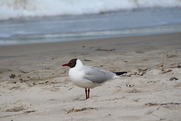 Möwe