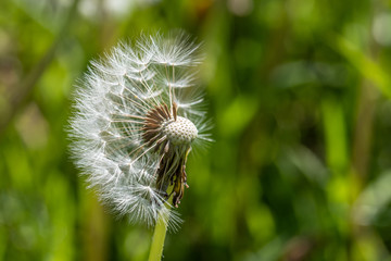 L&ouml;wenzahn / Pusteblume (Taraxacum sect. Ruderalia)