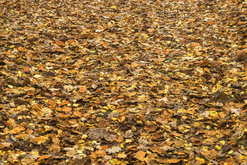 Hintergrund Waldboden bedeckt mit Herbstlaub Schrägaufnahme - Background forest floor covered with autumn foliage oblique view