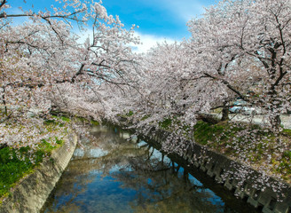 桜満開の岩倉市の五条川の風景