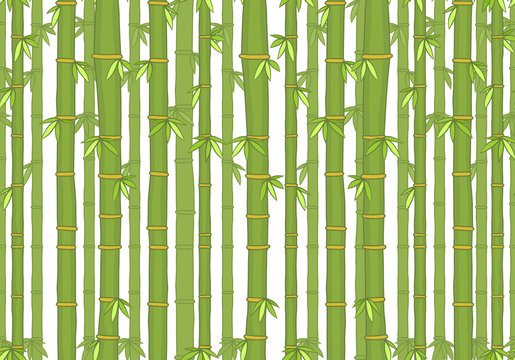 Seamless pattern with bamboo. isolated on white background © volyk