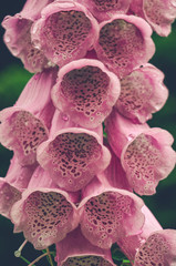 Pink foxglove © Maxim