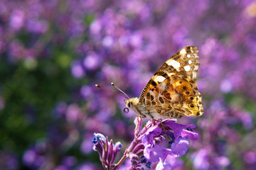 butterfly on a flower drinking nectar on a Sunny day