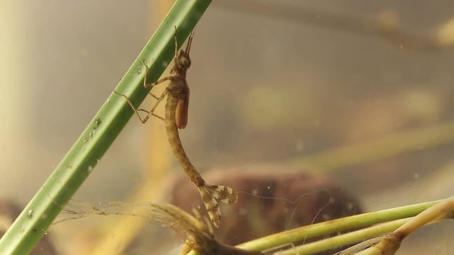 Panning shot of a damselfly larvae hiding in a pond, Ischnura denticolis, mexican odonata