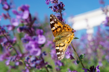 butterfly on a flower drinking nectar on a Sunny day