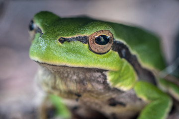 Isolated close up macro of a small green forest frog- Danube Delta Romania