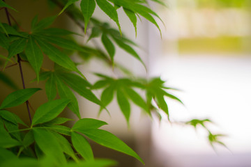 Naklejka premium Maple tree have green leaf in japan