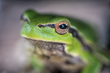 Isolated close up macro of a small green forest frog- Danube Delta Romania