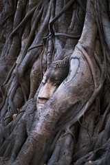 WAT MAHATHAT AYUTTHAYA Travel Thai Asia In Thailand. Buddha statue in Big tree. Archaeological site