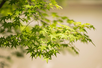 Maple tree have green leaf in japan