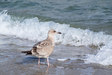 Silbermöwe (Larus argentatus) vor Brandungswelle