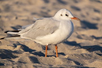 Lachmöwe (Chroicocephalus ridibundus)
