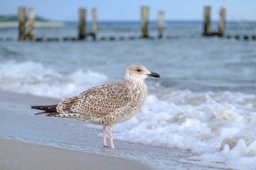 Silbermöwe an Badestrand