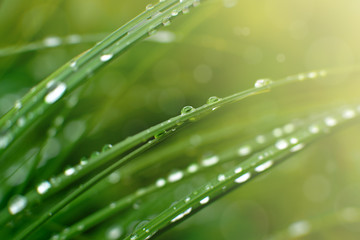 Green grass and raindrops in spring. Nature in the form of green grass and raindrops. Dew on the meadow in the fresh morning. Spring and summer nature close-up.