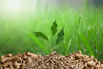 Growing plant tree  on background