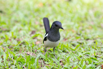 Bird (Oriental magpie-robin or Copsychus saularis) black and white color in the garden,Birds of Thailand - image
