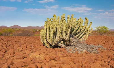 Deurstickers Kaktus in der Landschaft am Grootberg in Namibia, Steinwüste mit skurriler Vegetation © Manok
