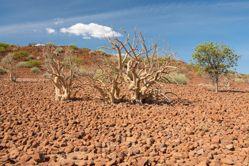 Landschaft am Grootberg in Namibia, Steinwüste mit skurriler Vegetation
