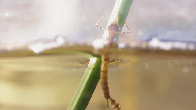 Damselfly nymph leaving water before entering metamorphosis phase, Ischnura denticolis, mexican odonata