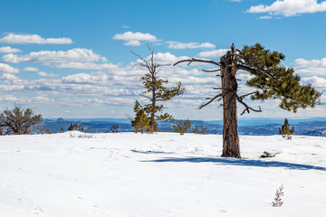 A broken tree on a snowy hillside, at Bryce Canyon National Park in Utah