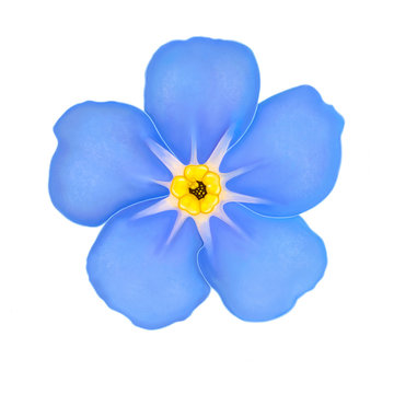 Blue flower forget-me-not close-up isolated on white. Realistic illustration.