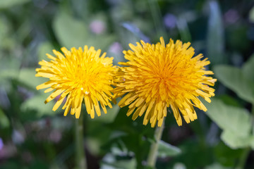Spring transformation,-dandelion Flowers are widely used in folk medicine.Moscow region.Russia.2019