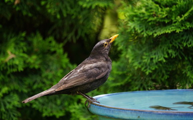 Amsel,Blackbird,Schwarzdrossel,Throttle