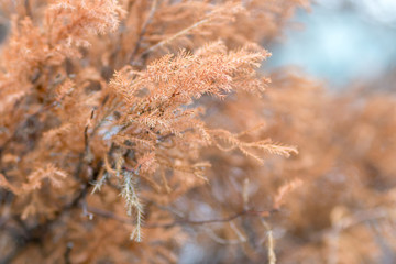 Dry ears, dry pine, yellow and violet wildflowers. Toned image.