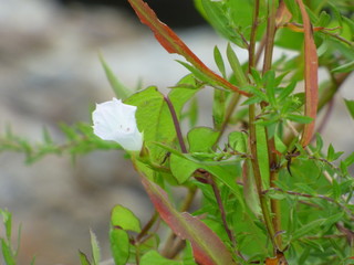 Obraz premium lakeside flower