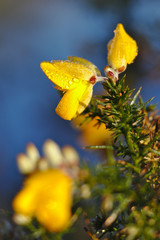 Flore