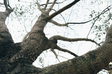 Fototapeta na wymiar looking up tree large branch