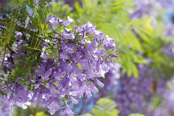 Glowing trumpet-shaped flowers of the Jacaranda tree in the old town of Cordoba