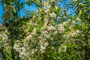 The branches of flowering cherry. Spring trees are covered with white fragrant flowers