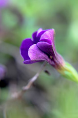 purple flower