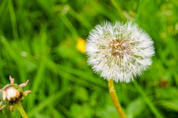 The head of a dandelion, finished flowering. Light seeds ready to scatter from the wind