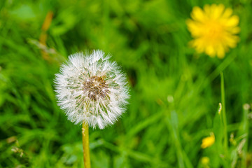 Dandelion head with seeds on a blurred background blooming. Light seeds are ready to leave their parent.