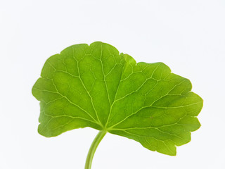 Obraz premium Asiatic leaf on white background. Gotu kola, Centella asiatica, A small herbaceous plant with a pungent bitter-sweet taste can be used to treat numerous diseases.