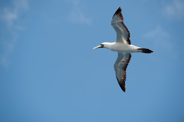 View from below against blue sky of a Masked Booby (Sula dactylatra) in flight with outstretched wings backlit.