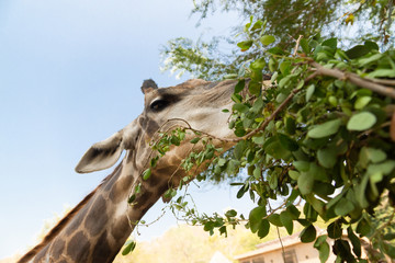 The giraffe eats foliage from a tree.