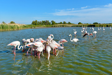 Group of flamingos (Phoenicopterus ruber) in water, in the Camargue is a natural region located...