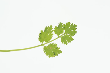 Coriander leaves or Coriandrum sativum A small herbaceous plant in the family Apiaceae. Eaten as a vegetable And decorated in many foods. Coriander leaves isolated on a white background