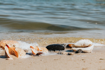 Obraz premium The shells and stones on the seashore