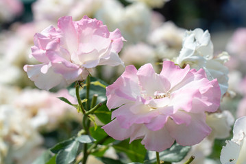 初夏に咲くバラ