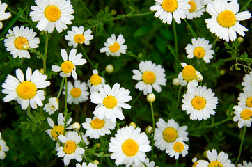 Medicinal herbs: White field daisy with green leaves grows in the open air