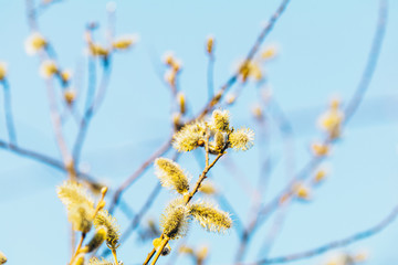 Pussy willow branches in the rays of the evening sun