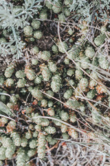  Pink moss or mini decorative grass, top view