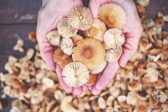 hand holding marasmius mushrooms ( Marasmius oreades) - wild mushrooms season
