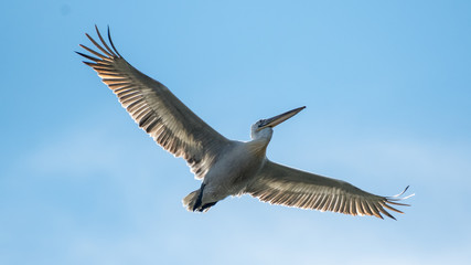 Isolated close up of a flying beatiful white pelican in the wild- Danube Delta Romania